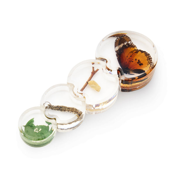 AKTION Entwicklung erforschen Set 19