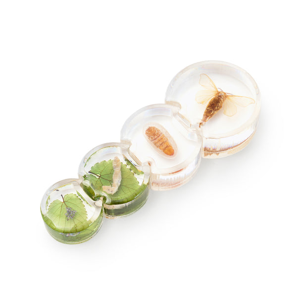 AKTION Entwicklung erforschen Set 19